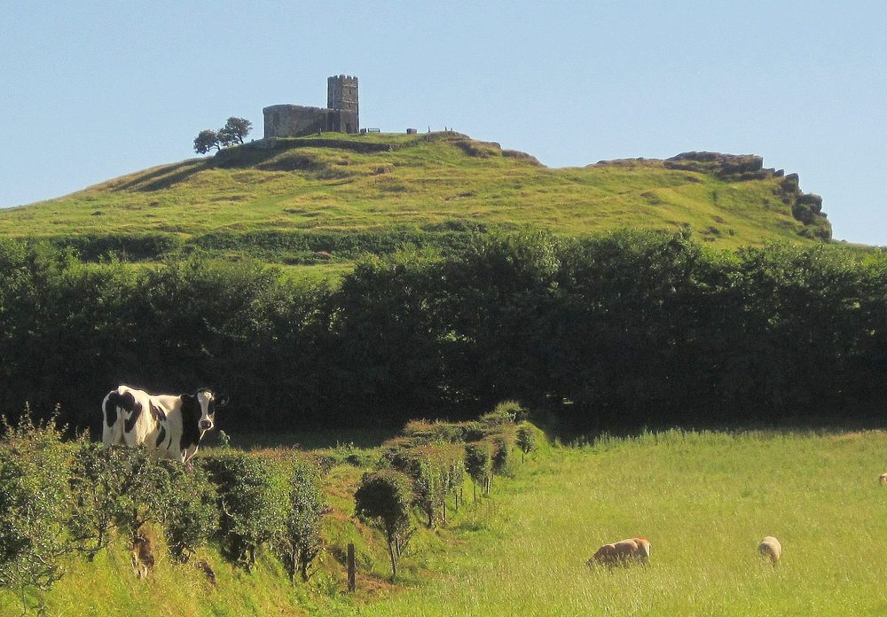 Brent Tor church on its hilltop, with a cow on a hedgebank and sheep grazing below