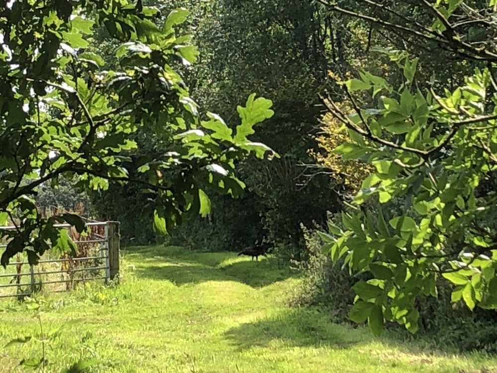 A mown grass ride at Collacombe running between a hedge and a treeline, with a rook feeding on it