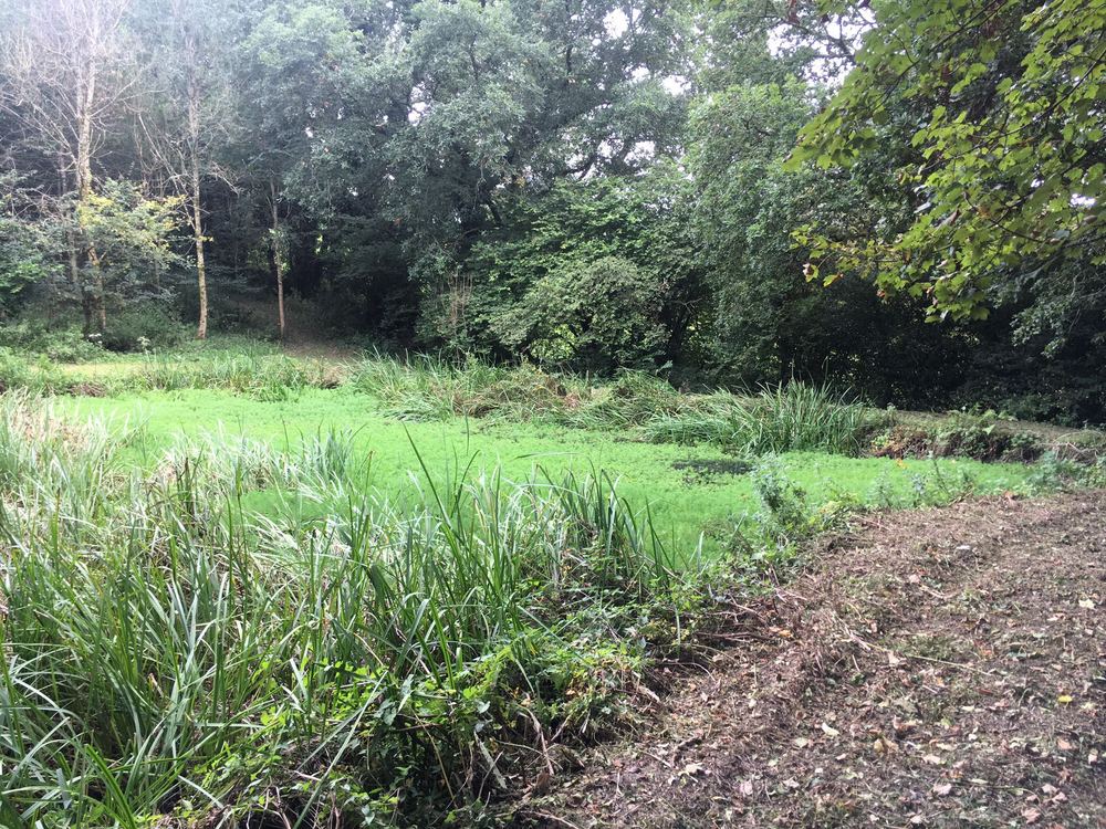 Wet ground and sedge beside woodland at Collacombe, with cultivated ground alongside