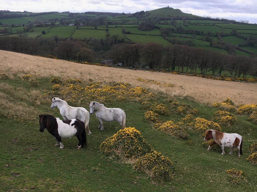 Four hill ponies grazing among gorse on Dartmoor, with Brent Tor church on the skyline behind