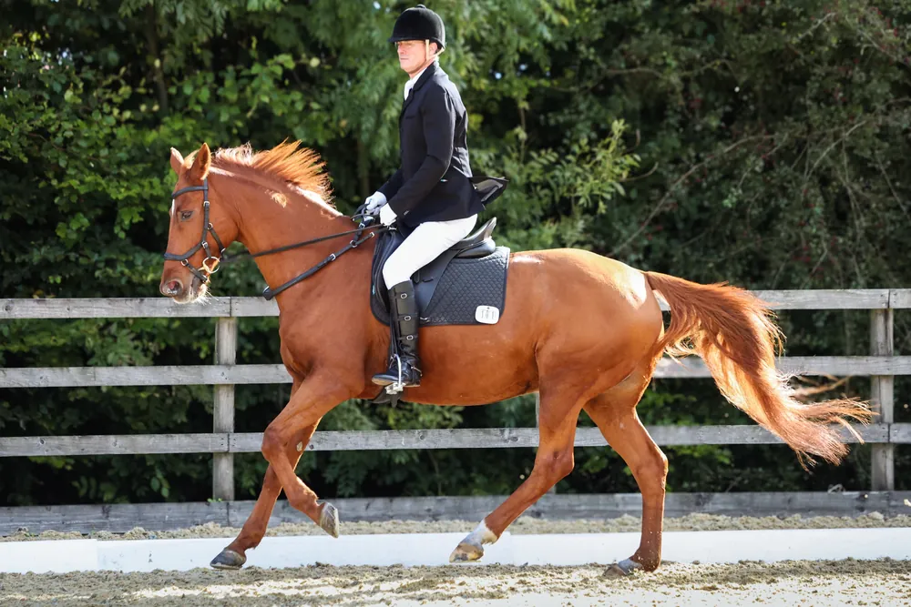 Guy Kirkwood in a black jacket and white breeches riding the chestnut Hanoverian Liostro II in canter on a sand arena