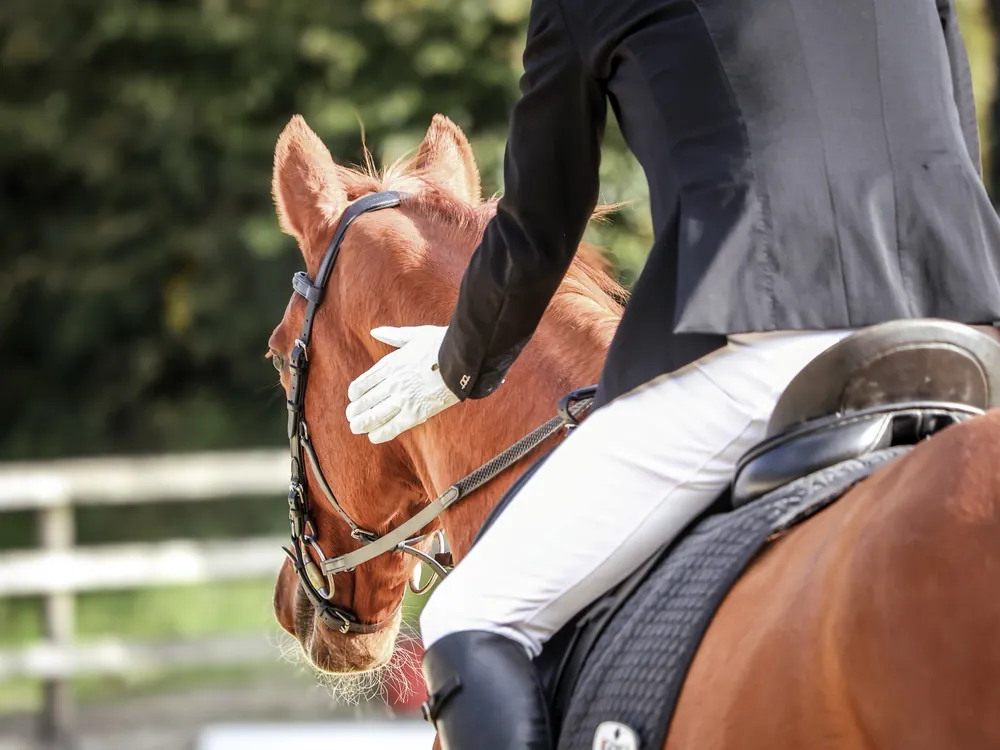 A rider in a black jacket and white glove patting the neck of a chestnut horse